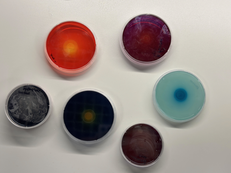 Self-assembled periodic structures in a Petri dish. Credit: ITMO University
