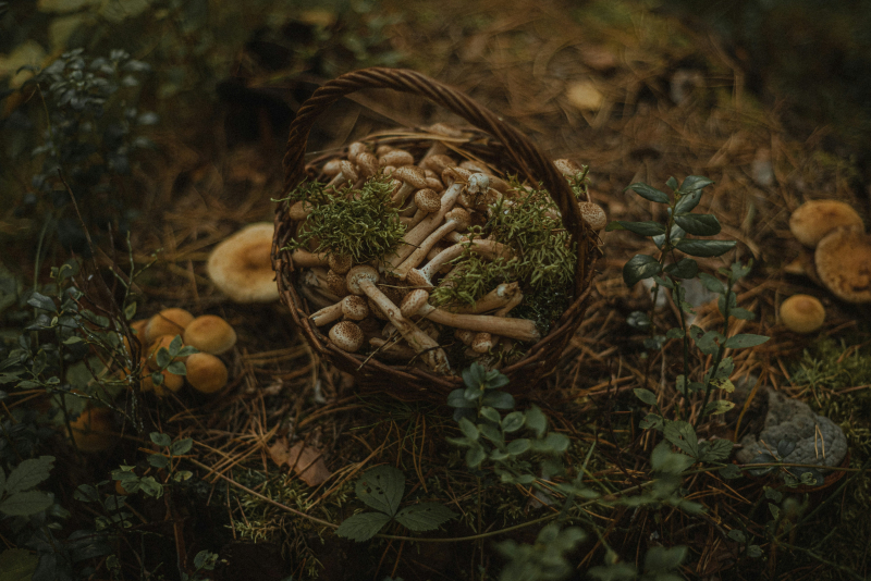 Mushrooms. Credit: Vasilina Sirotina (@luniavis) via Unsplash
