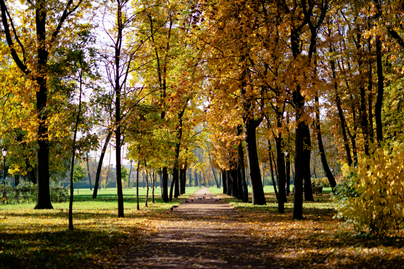 Parks of St. Petersburg. Credit: Vitali Adutskevich (@vadutskevich) via Unsplash
