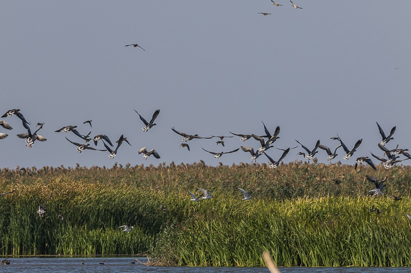 Credit: Ferdinando sacchetti / Wikimedia Commons / CC BY-SA 4.0
