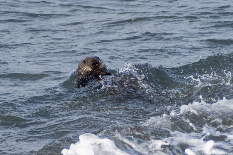 Sea otter. Credit: Dmitry Strakhov on flickr / CC BY-NC-SA 2.0
