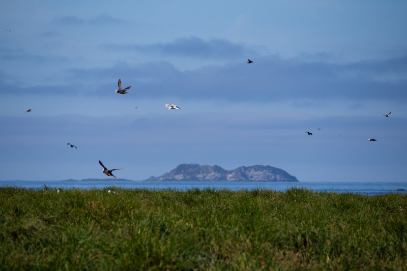 Toporkov (Puffin) Island. Credit: Dmitry Strakhov on flickr / CC BY-NC-SA 2.0
