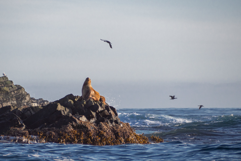 Northern sea lion. Credit: Dmitry Strakhov on flickr / CC BY-NC-SA 2.0
