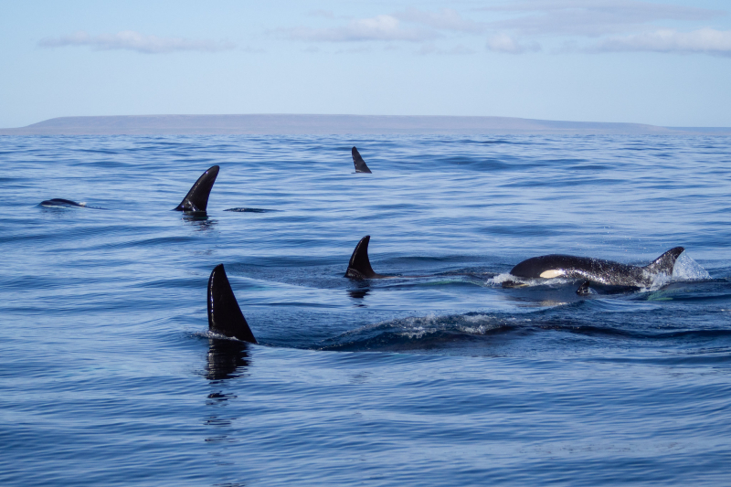 Orcas by the Commander Islands. Credit: Dmitry Strakhov on flickr / CC BY-NC-SA 2.0
