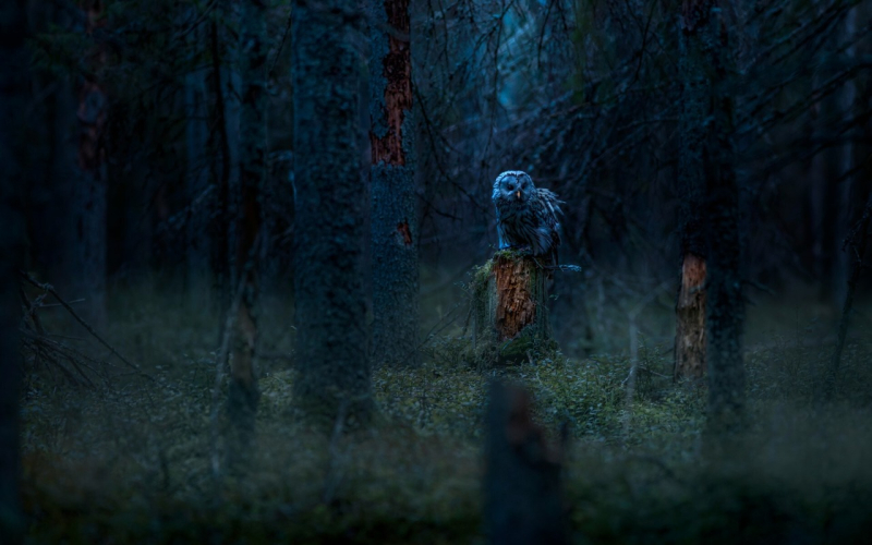 Credit: Erik Karits (@erik_karits) via Unsplash
