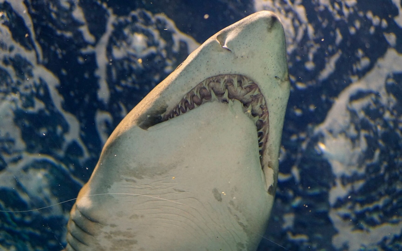 Credit: Karen Zhang (@oorusakioo) via Unsplash
