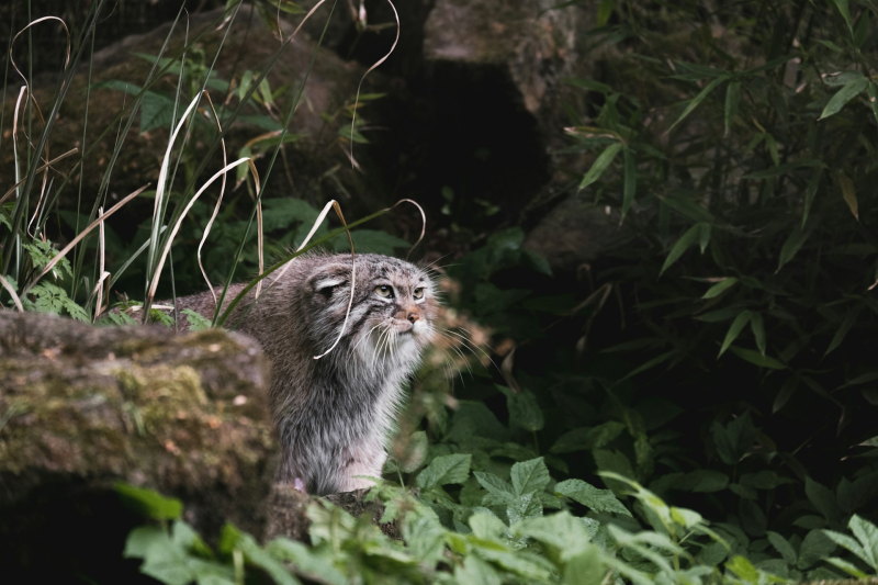 A manul at the Rotterdam Zoo. Credit: Johannes Heel (@j_heel) via Unsplash
