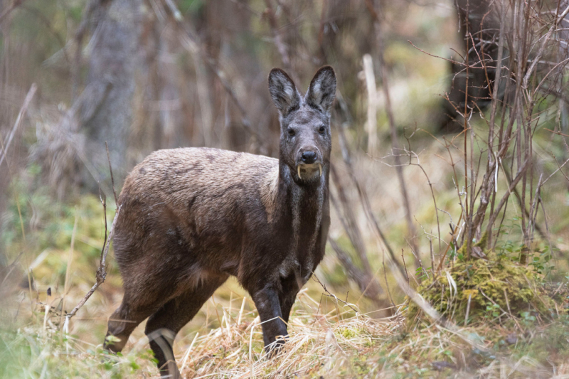 Siberian musk deer. Credit: Наталья (tx_neft) via iNaturalist / CC BY-NC 4.0
