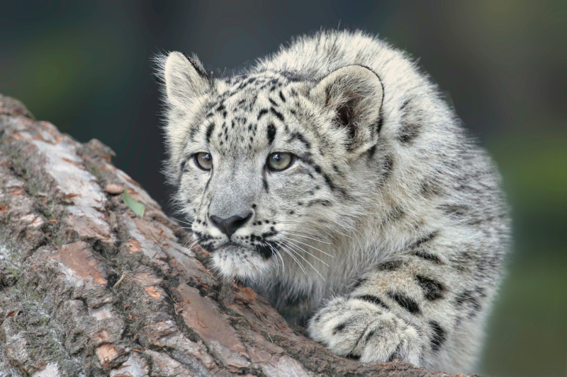 A young snow leopard. Credit: Robert Sachowski (@rsachowski) via Unsplash
