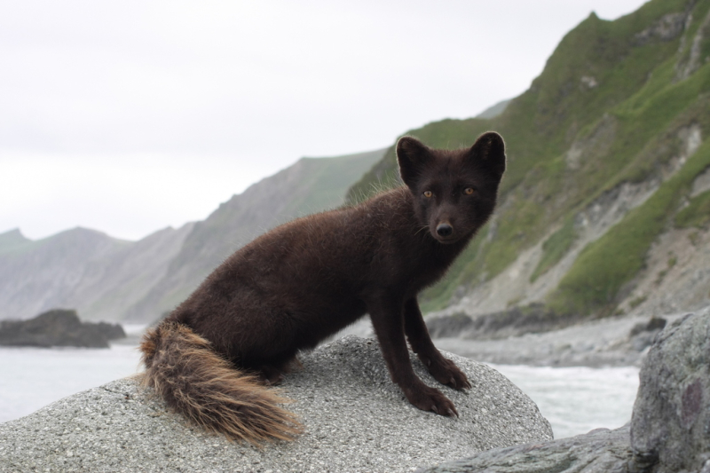 A Medny Island fox. Credit: Alexander Shienok (@shienok) via iNaturalist / CC BY-NC 4.0
