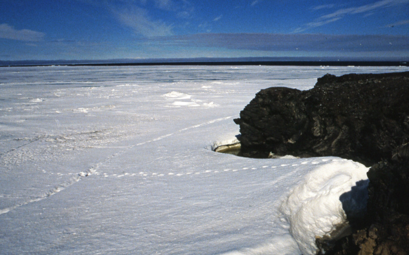 Polar Bear traces near Cape Chelyuskin. Credit: GRID-Arendal / Peter Prokosch via flickr&nbsp;/&nbsp;CC BY-NC-SA 2.0
