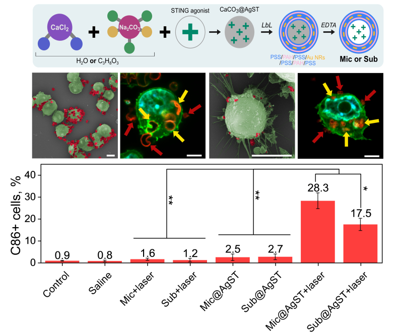Top to bottom: 1) Carrier synthesis; 2) Scanning election microscope and confocal laser scanning microscope images of macrophages after carrier capture; 3) Diagram of switched macrophage share in mice tumors after carrier injection and laser treatment. Images courtesy of the researchers
