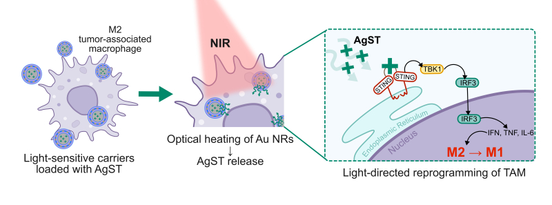 Schematic of macrophage reprogramming when subjected to laser radiation. Image courtesy of the researchers
