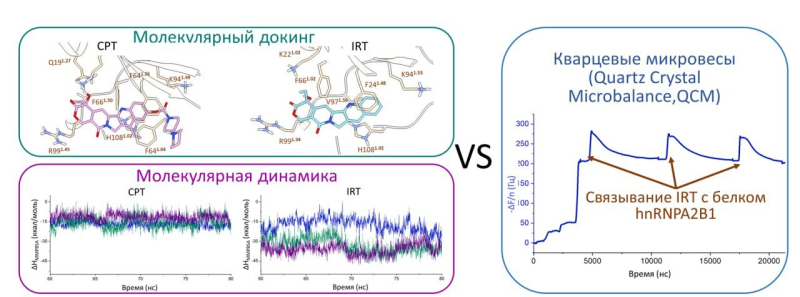 Вычислительные и экспериментальные методы исследования связывания белка hnRNPA2B1 с противораковыми препаратами.&nbsp;Изображение предоставлено авторами работы
