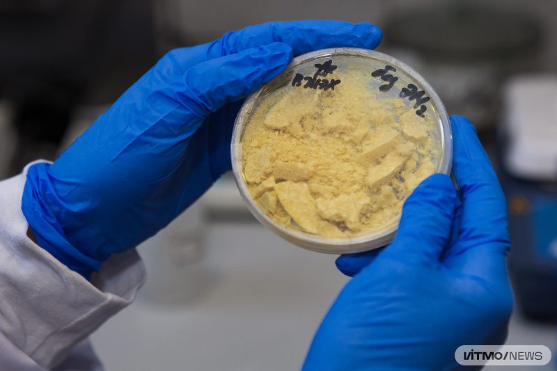 This Petri dish contains lyophilized liposomes with an extract of Reynoutria japonica.&nbsp;&nbsp;Photo by Dmitry Grigoryev / ITMO NEWS
