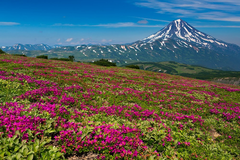 Флора Камчатки