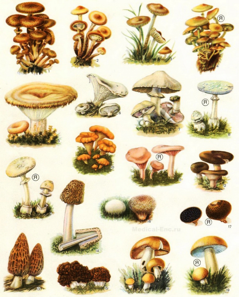 Седомные грибы и не с Йи добные грибы
