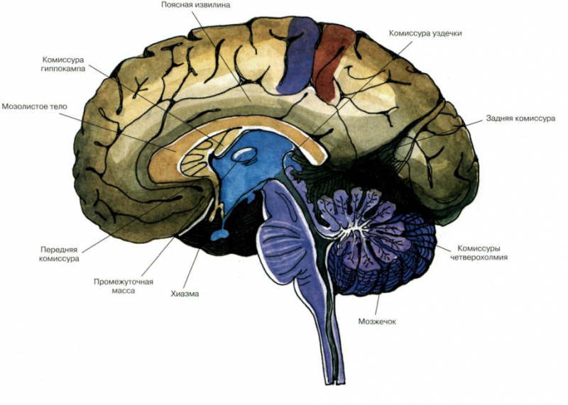 Строение мозга, комиссуры. Источник: studfiles.net