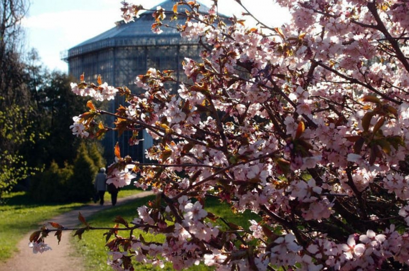 Cherry blossoms. Credit: botsad-spb.com
