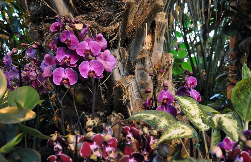 Orchids. Credit: gardener.ru