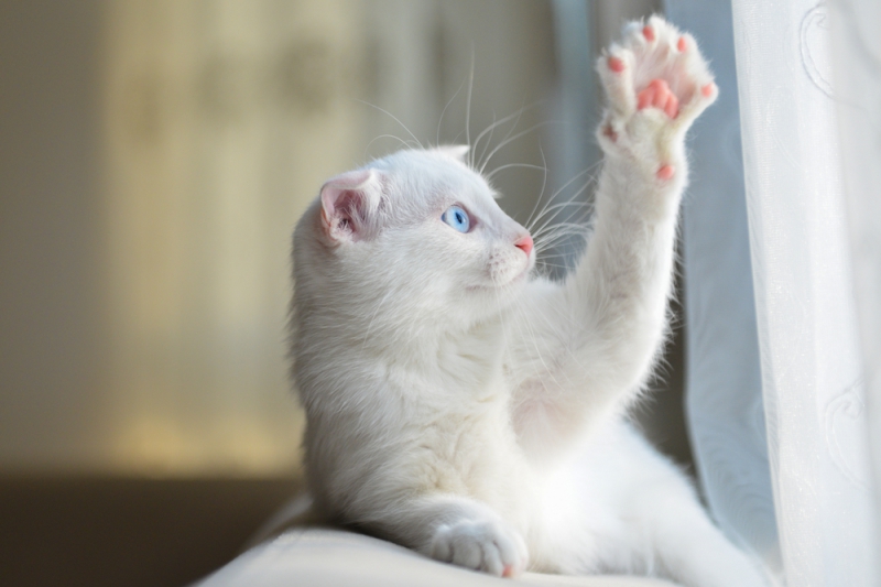 Ученые выяснили, как правильно гладить котов