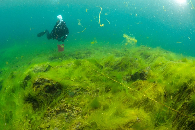 Spirogyra algae. Credit: les.media