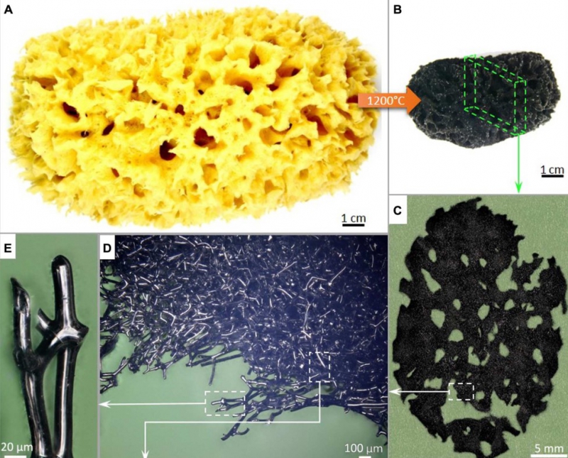Studies of the effects of high temperatures on sea sponges