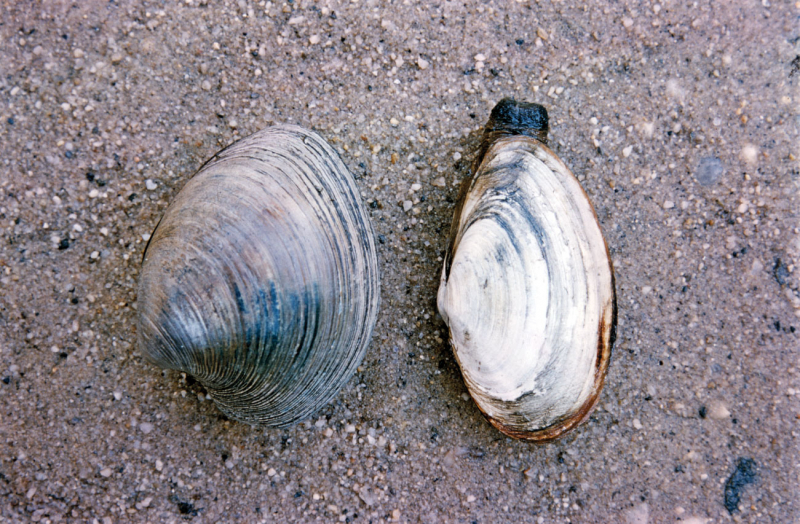 A clam. Credit: britannica.com