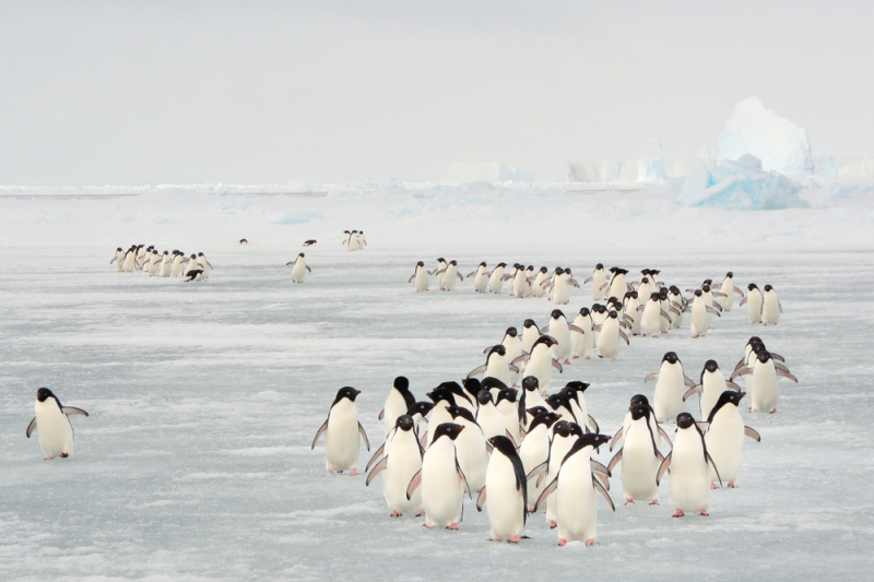 Penguins. Credit: shutterstock.com