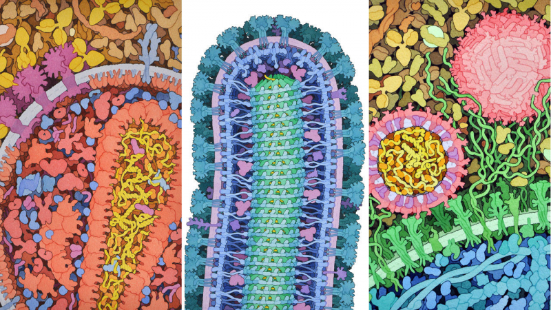 Изображения вирусов Дэвида Гудсэла. Источник: sciencemag.org