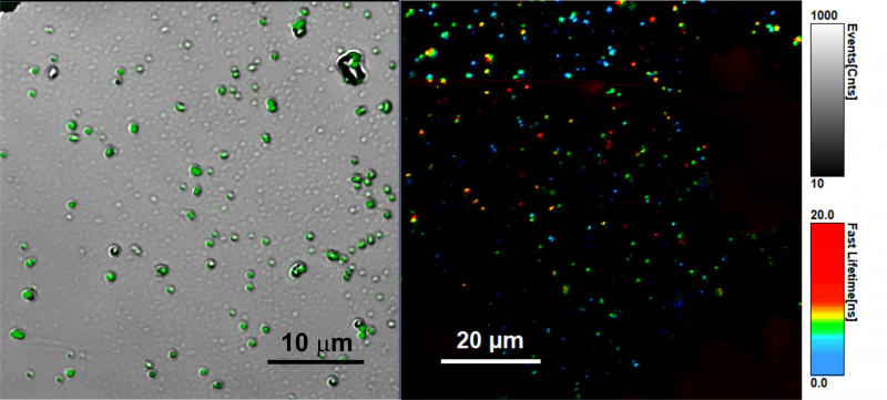 Светоизлучающий композитный материал на основе нанокристаллов перовскита под микроскопом. Источник: ChemNanoMat