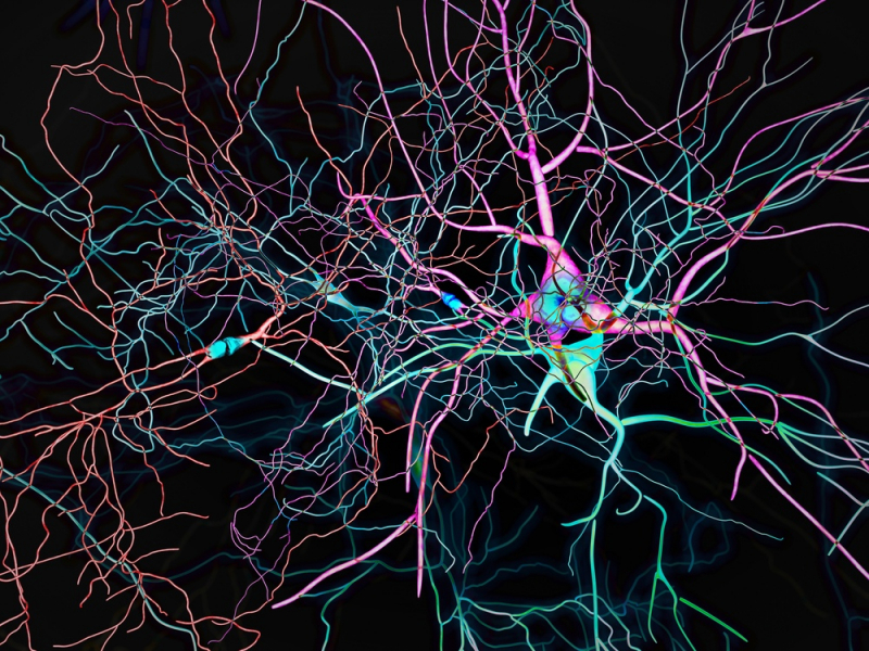 Neurons. Credit: shutterstock.com