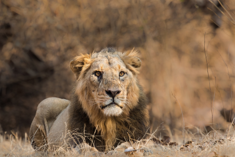 One of the Asiatic lions that inhabit India. Credit: shutterstock.com