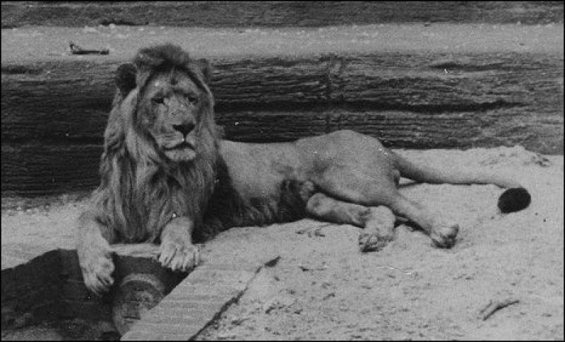 A Barbary lion. Credit: news.bbc.co.uk