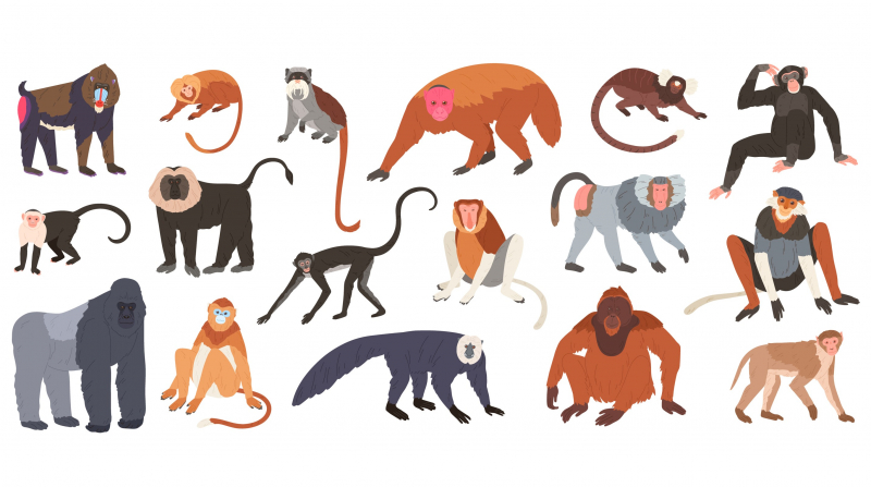 Primates. Credit: shytterstock.com