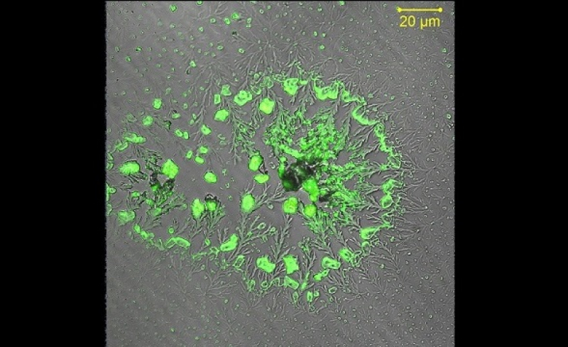 Хиральные нанокристаллы. Источник: nanostructures.ifmo.ru