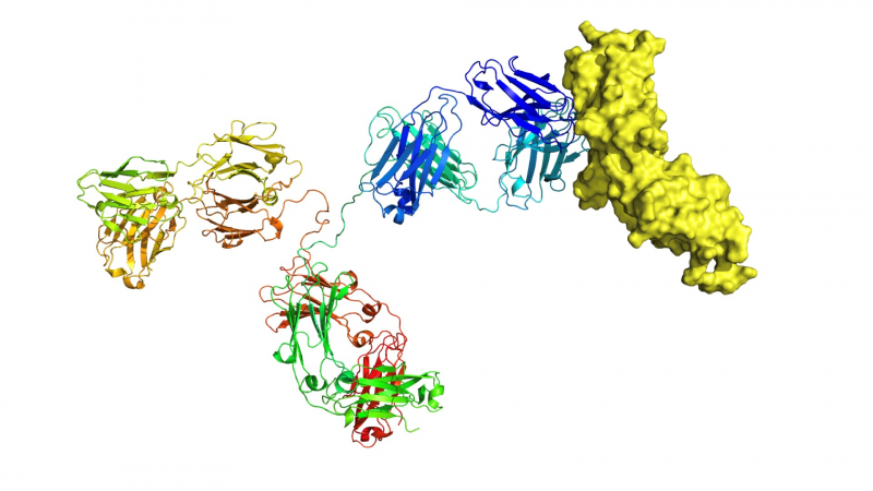 Взаимодействие молекулы антитела с другой молекулой. Иллюстрация предоставлена Александром Садовниковым