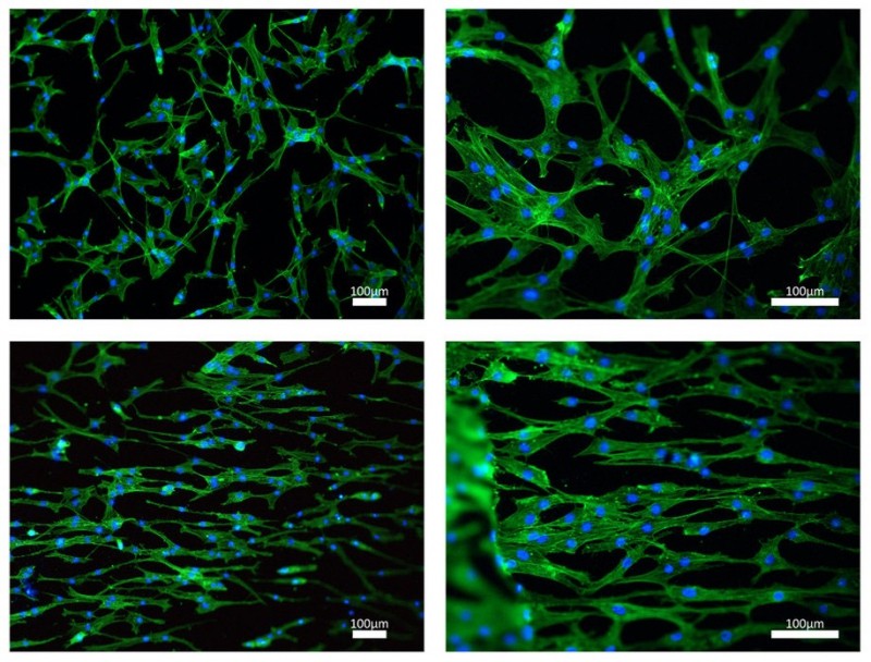 Scientists Develop a Graphene Matrix for Stem and Cancer Cells Growing