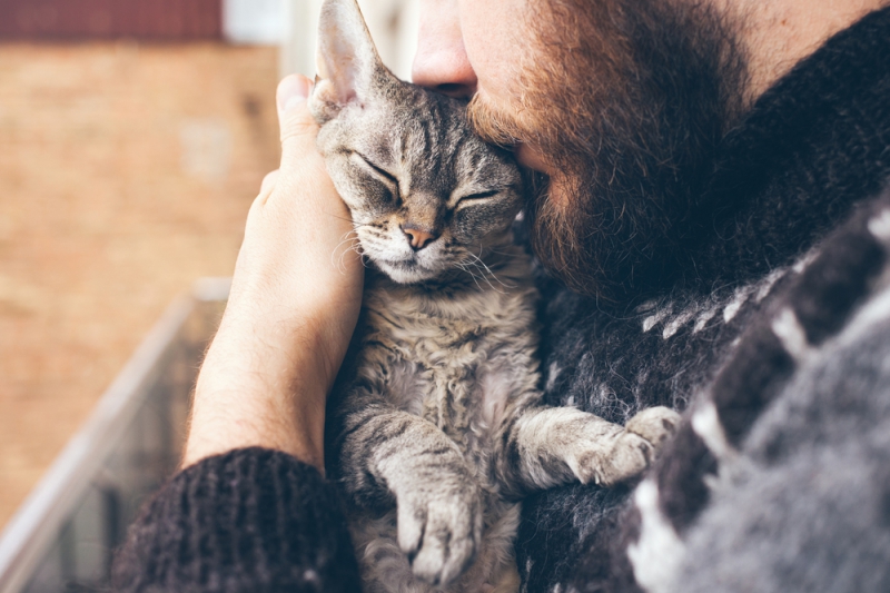 Любовь котиков: ученые изучили привязанность котов к хозяевам