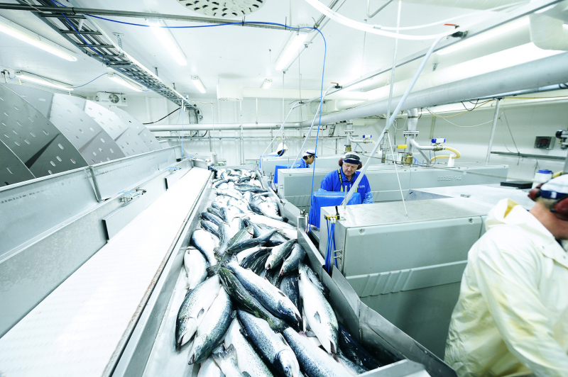От чешуи до косточки: ученые факультета пищевых биотехнологий и инженерии Университета ИТМО предложили ряд технологий по безотходному использованию рыбы